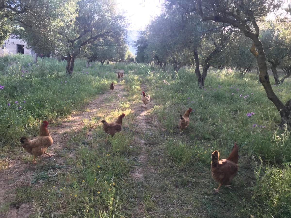 Vardis Olive Garden Georgioupoli Bagian luar foto